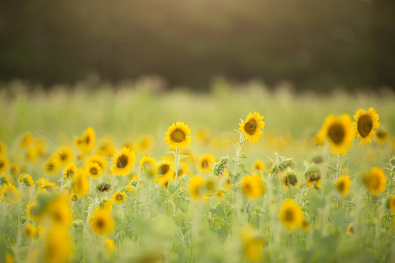 Sunflower2.jpg