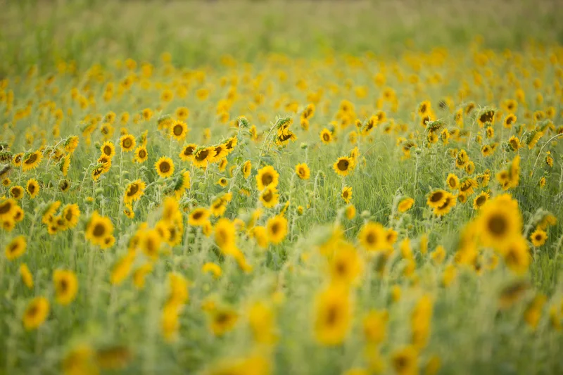Sunflower1.jpg