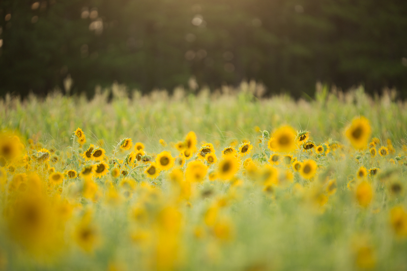 Sunflower3.jpg
