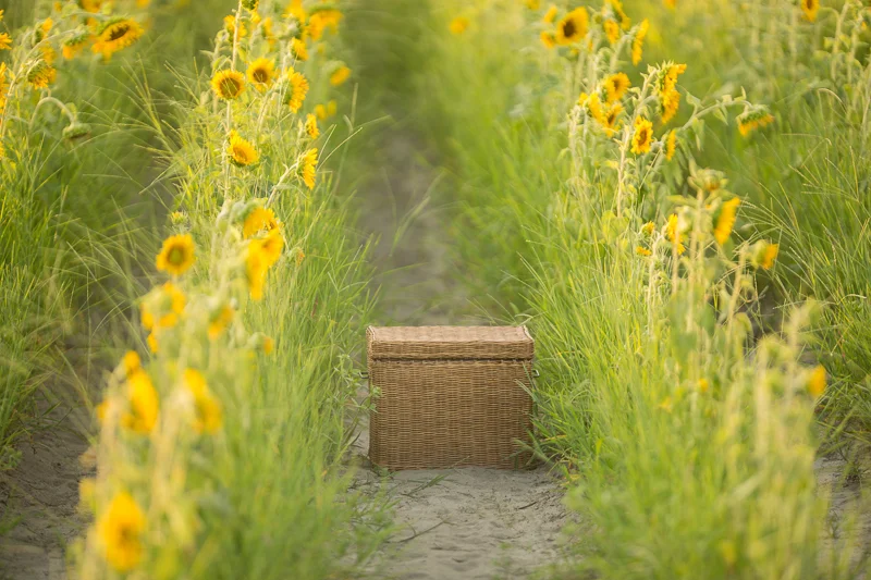 Sunflower4.jpg