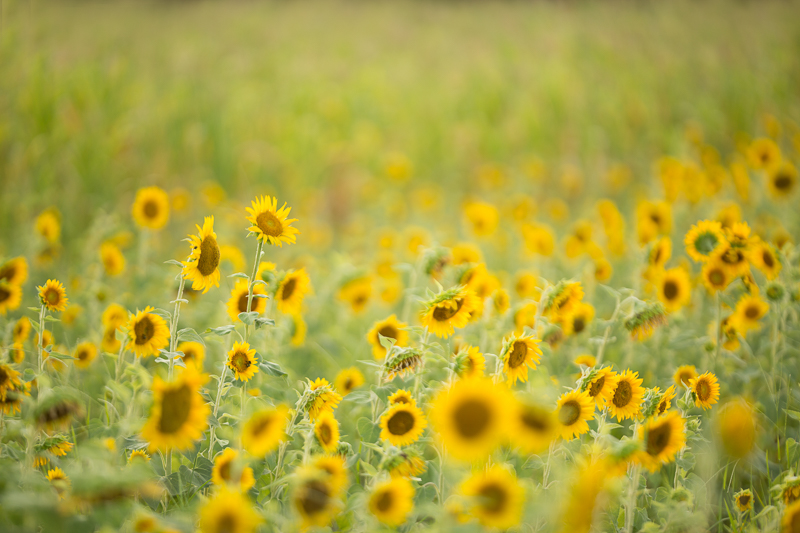 Sunflower8.jpg