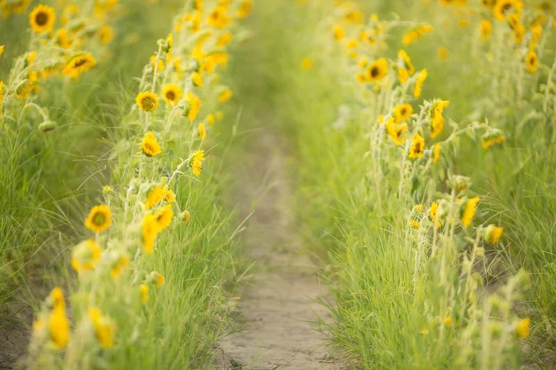 Sunflower7.jpg