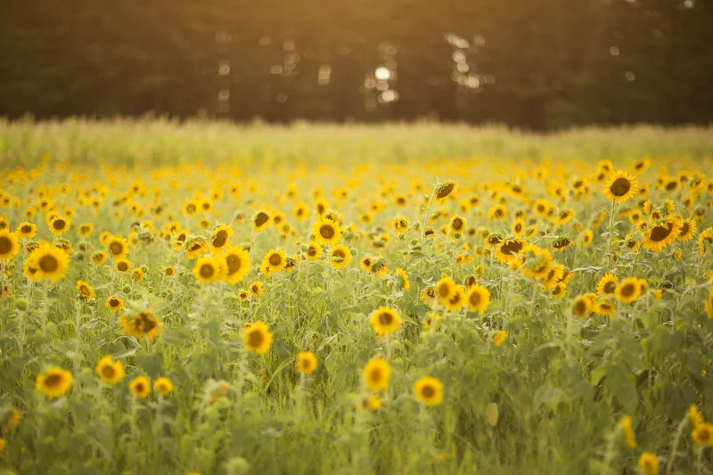 Sunflower9.jpg