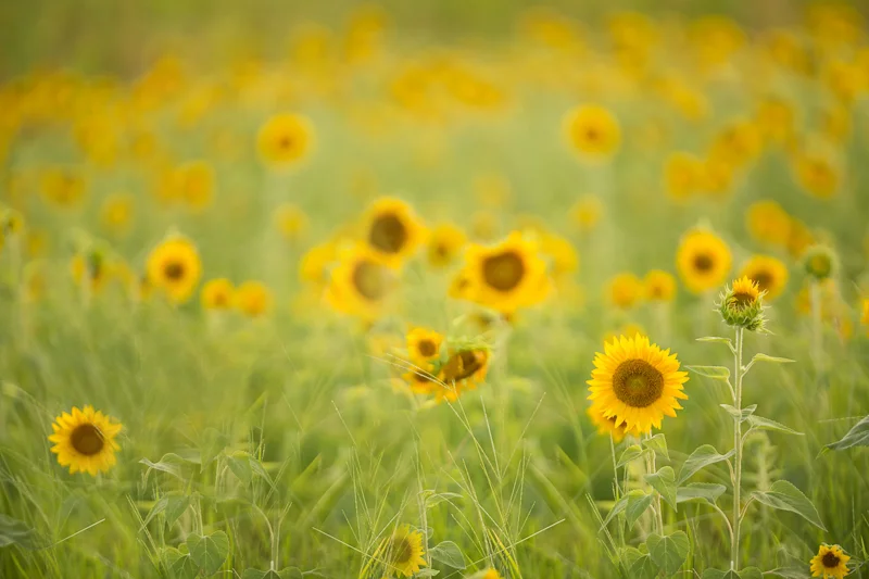 Sunflower12.jpg