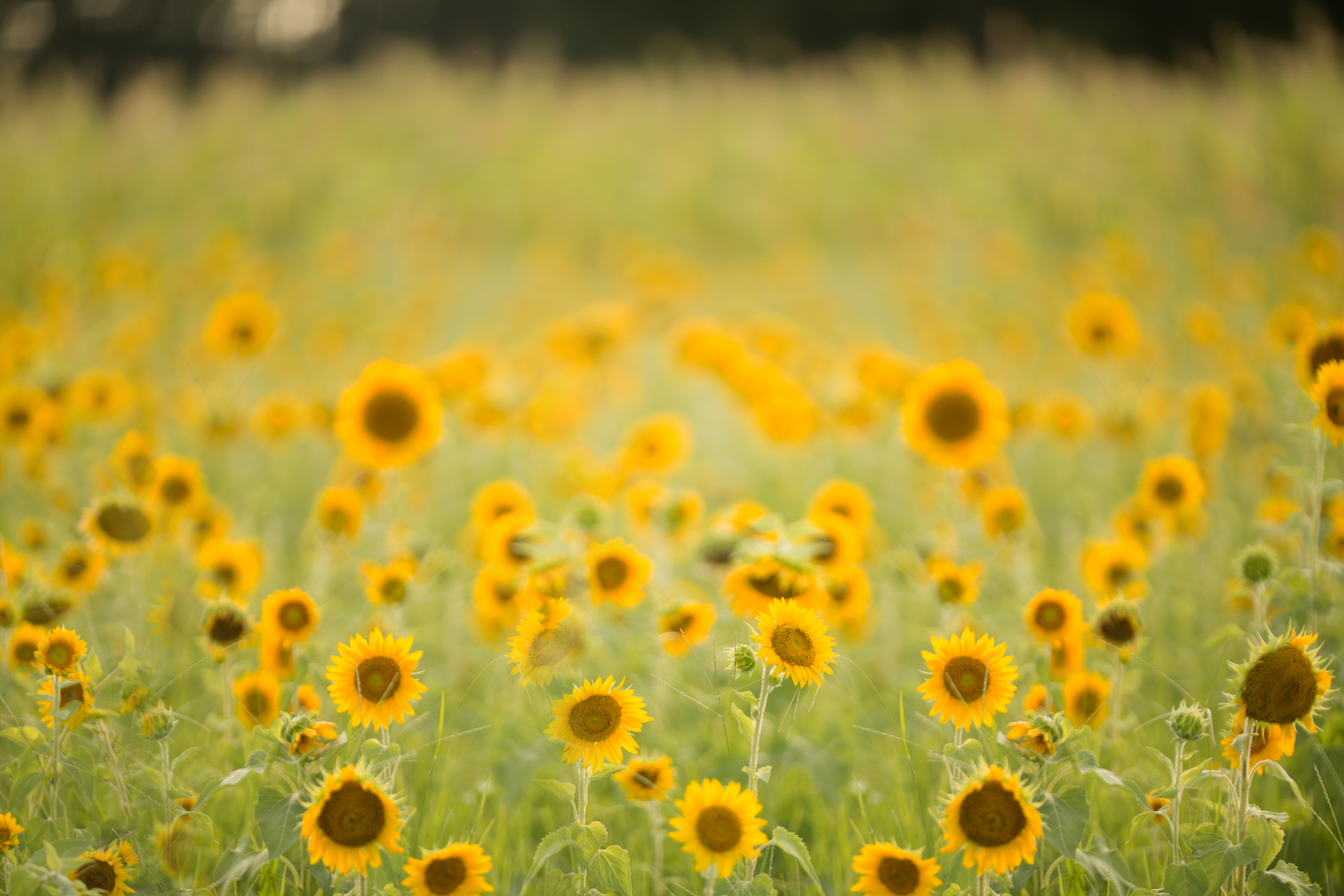 KCC Sunflower Fields Digitals w/Light Hack Brushes — KCC Photoshop Actions