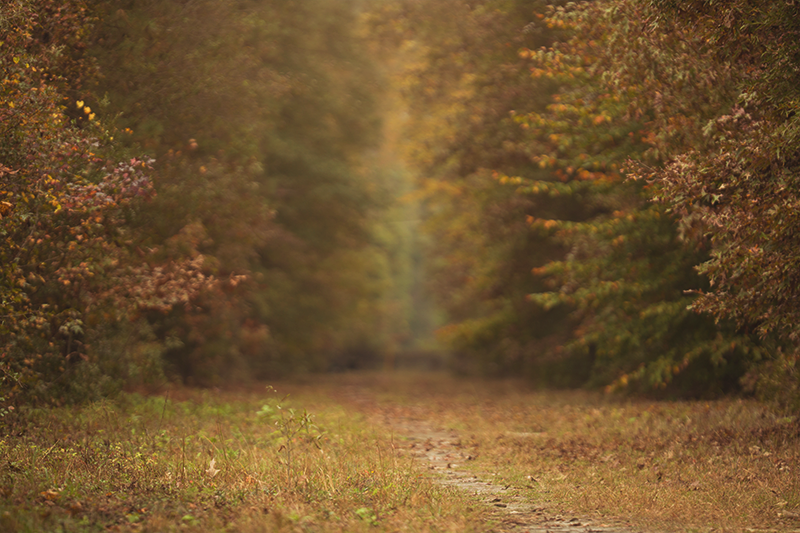 small_Fall Delight.png