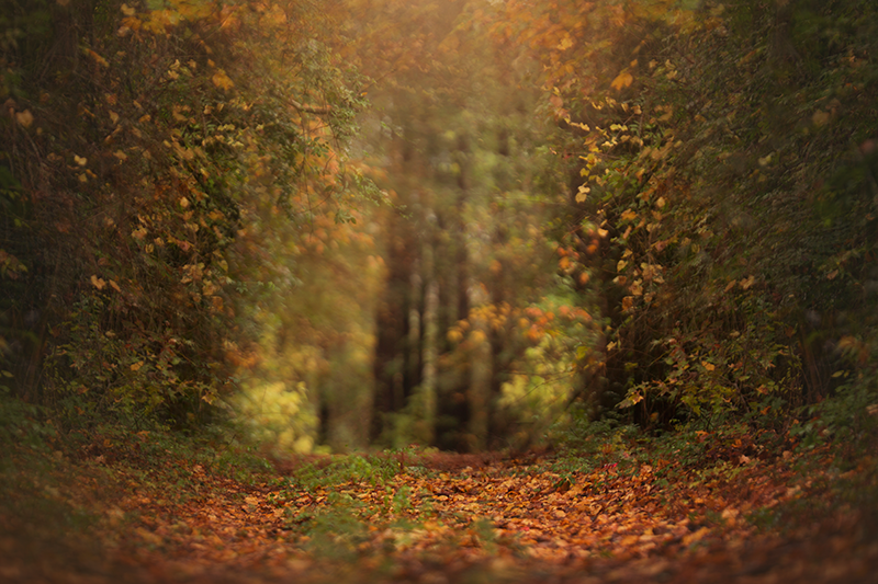 fall backdrops for photography fall backdrops for photography