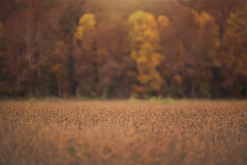 Small_Fall Harvest.jpg