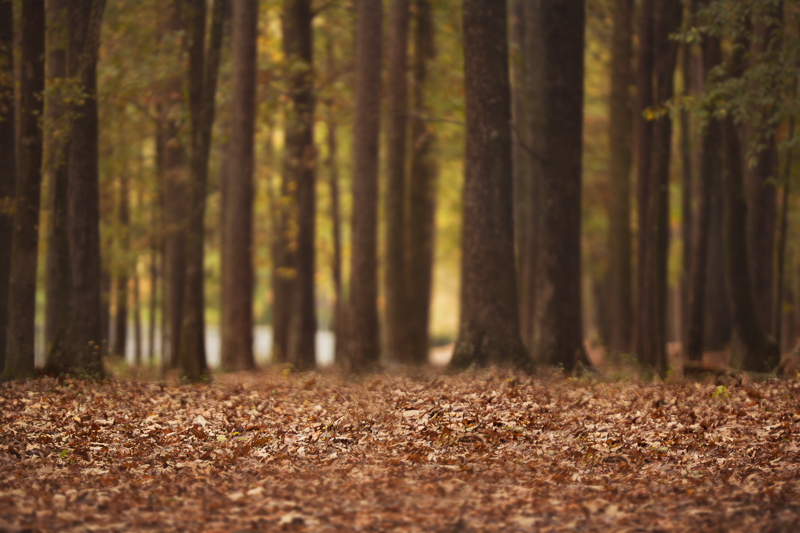 Fall or Autumn Digital backgrounds/Backdrops for Photoshop, CC, Photoshop elements or Gimp! 