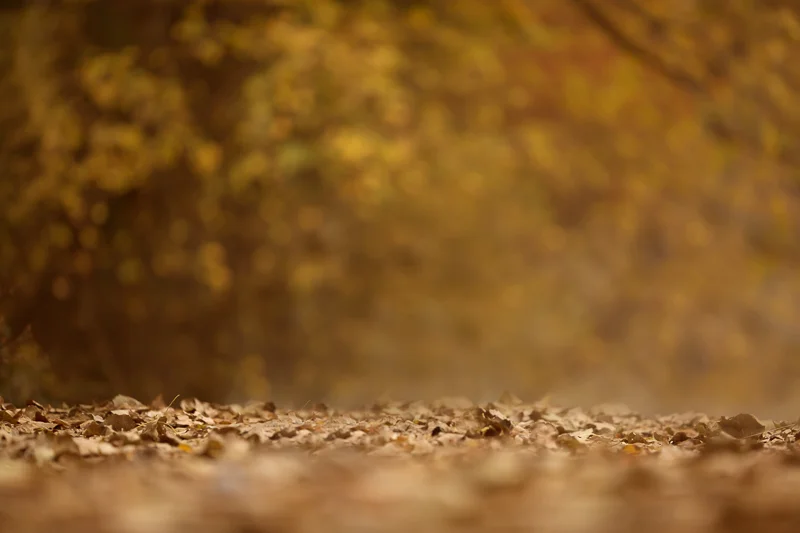 Fall or Autumn Digital backgrounds/Backdrops for Photoshop, CC, Photoshop elements or Gimp! 