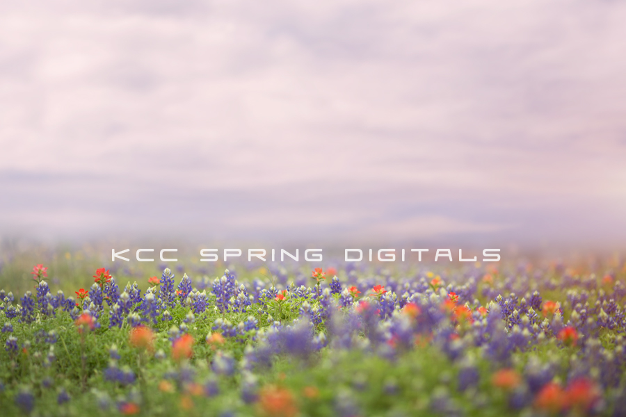 Spring 11.png