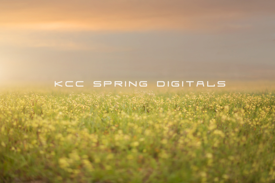 Spring1.png