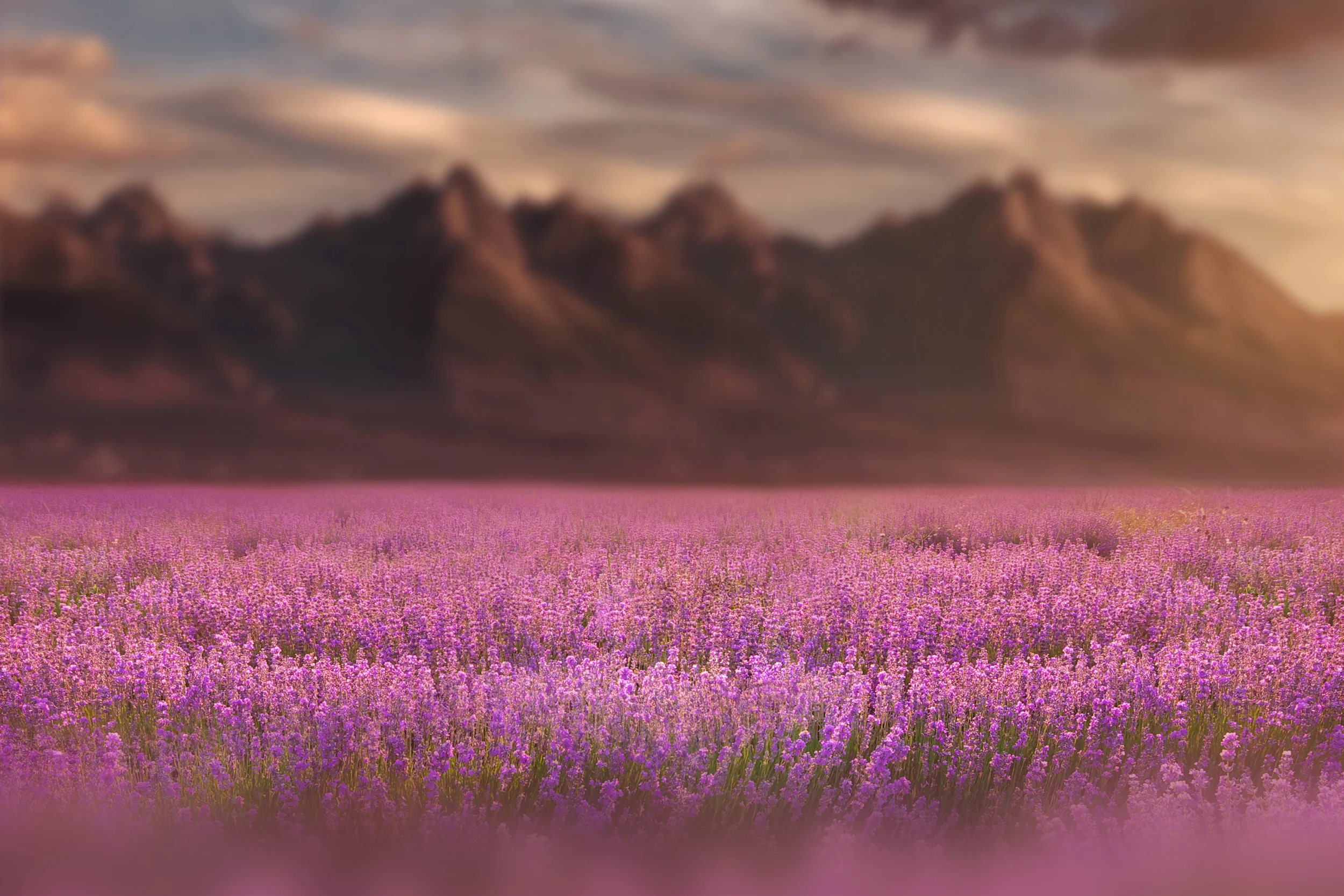 Spring 4.jpg