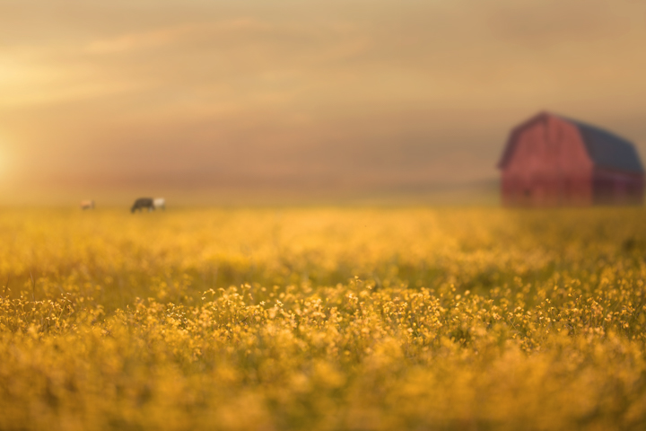 Fall or Autumn Digital backgrounds/Backdrops for Photoshop, CC, Photoshop elements or Gimp! 