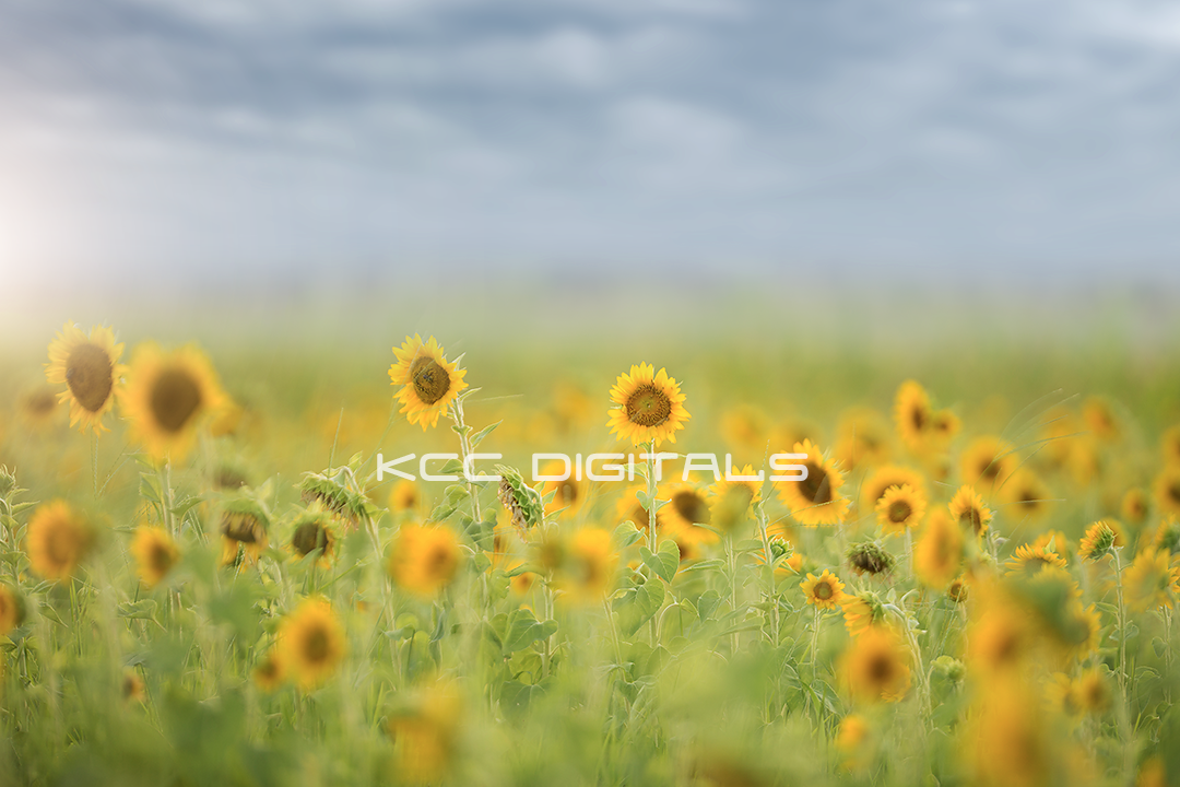 Spring Add on 17small.png