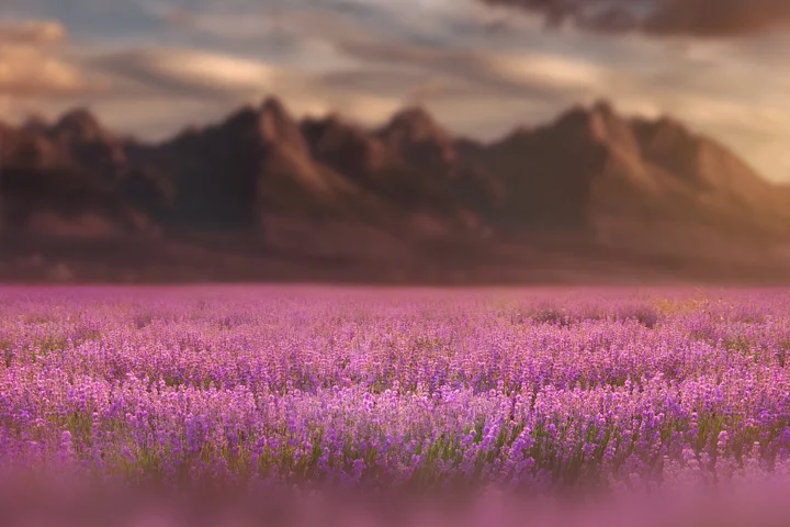 Summer & Spring Flower field Digital backgrounds/Backdrops for Photoshop, CC, Photoshop elements or Gimp! 