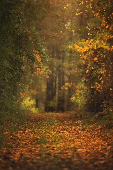 Fall Digital backgrounds & Backdrops for Photoshop