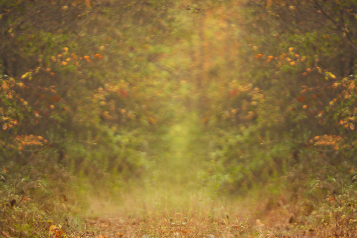 Autumn or fall Digital backgrounds & Backdrops for Photoshop