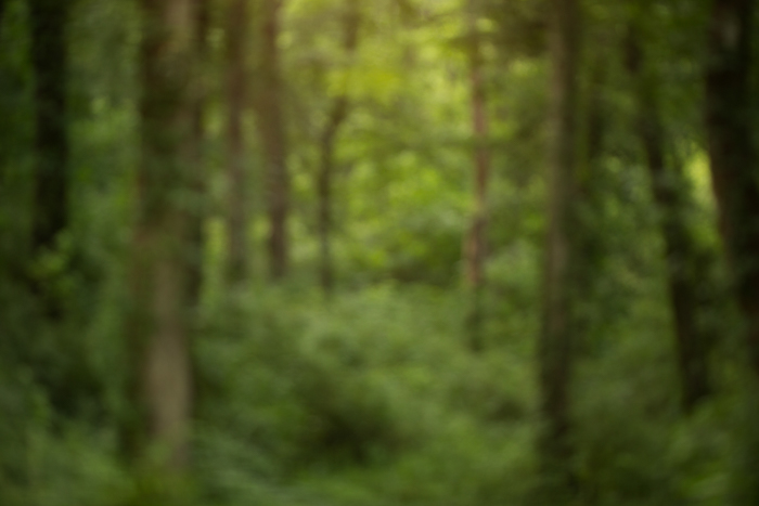Close up_forest.jpg