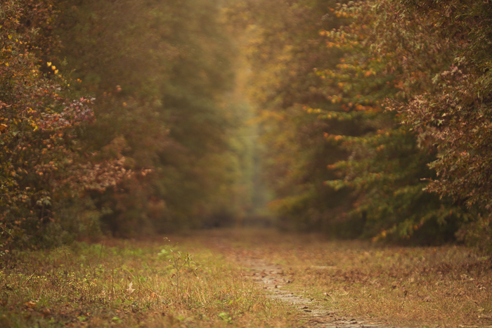 Fall Delight.jpg