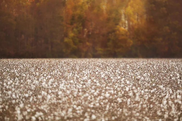 Cotton Field Fall Digital backgrounds & Backdrops for Photoshop