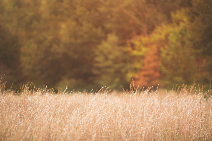 Wheat Field Fall Digital backgrounds & Backdrops for Photoshop