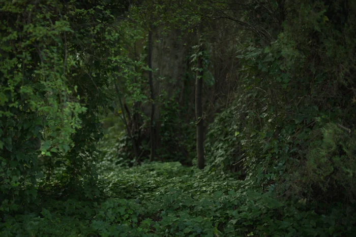 Ivy.jpg