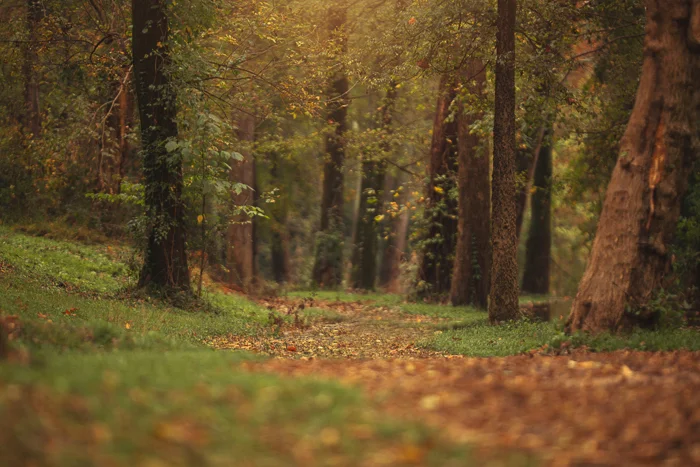 Fall trail Digital backgrounds & Backdrops for Photoshop