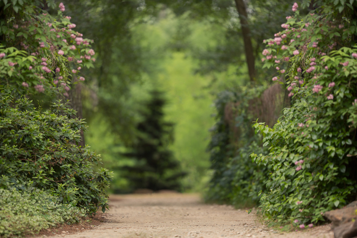 Spring flower trails Digital backgrounds & Backdrops for Photoshop