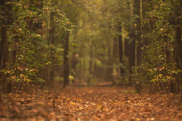 Fall trails Digital backgrounds & Backdrops for Photoshop