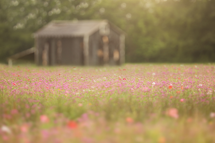 Digital backgrounds & Backdrops for Photoshop