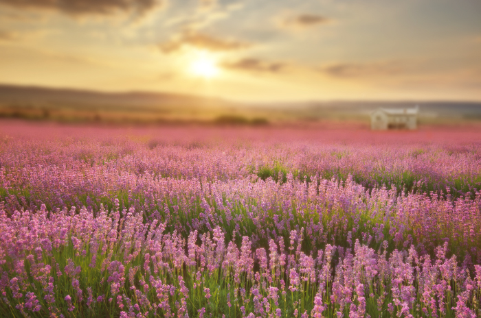 Spring or Summer Digital backgrounds & Backdrops for Photoshop