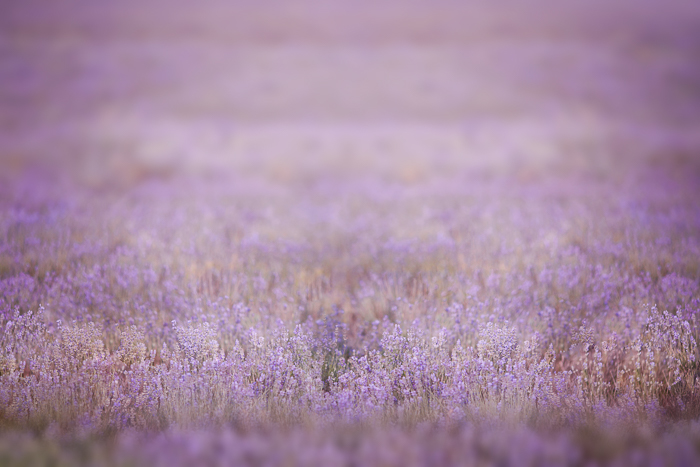 Flower field Digital backgrounds & Backdrops for Photoshop