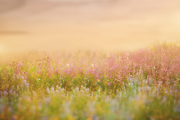 Flower Field Digital backgrounds & Backdrops for Photoshop