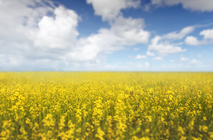 spring 5.jpg