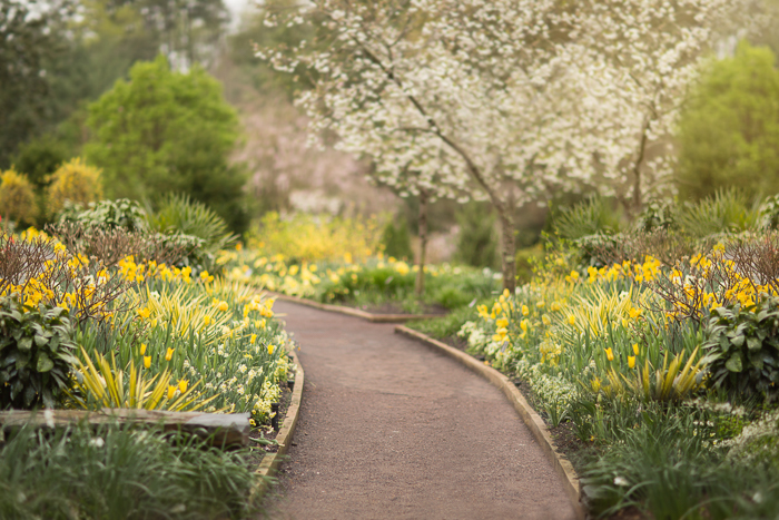 Summer trail with flowers Digital backgrounds & Backdrops for Photoshop
