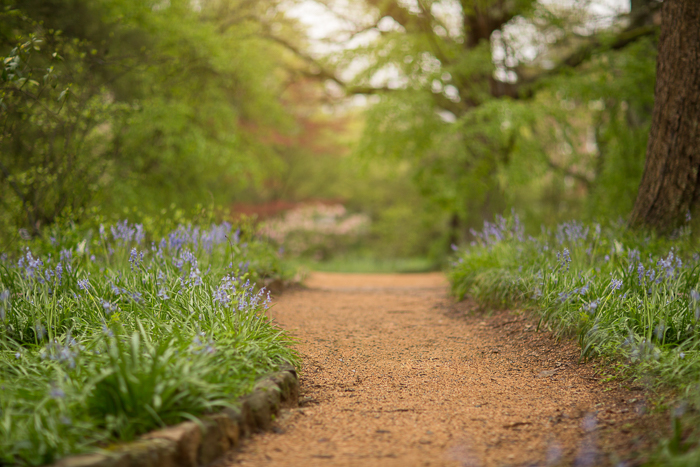 Spring trails with flowers Digital backgrounds & Backdrops for Photoshop