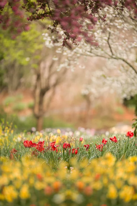 Spring Flowers Digital backgrounds & Backdrops for Photoshop