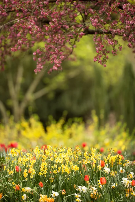 Spring flowers Digital backgrounds & Backdrops for Photoshop