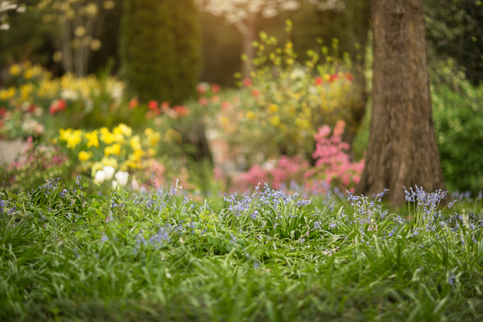 Spring Flowers Digital backgrounds & Backdrops for Photoshop