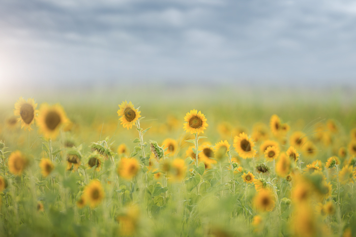 Summer sunflower fields Digital backgrounds & Backdrops for Photoshop