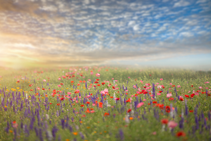 Summer Digital backgrounds & Backdrops for Photoshop