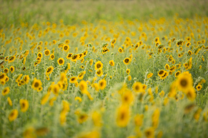 Summer Sunflower Fields Digital backgrounds & Backdrops for Photoshop