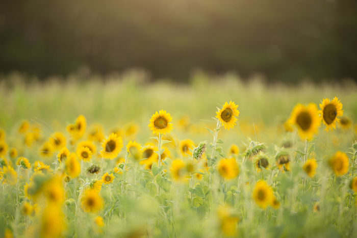Summer Sunflower Digital backgrounds & Backdrops for Photoshop