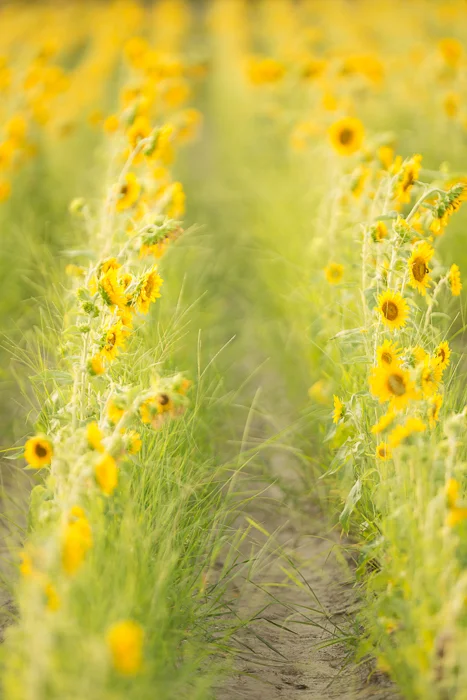 Summer Sunflower Digital backgrounds & Backdrops for Photoshop