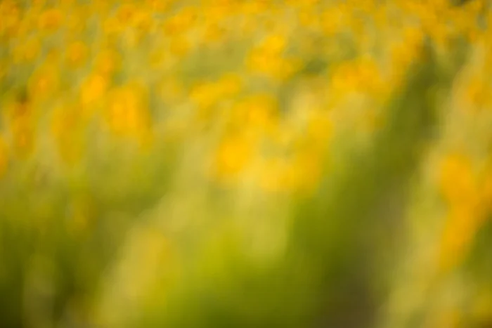 Sunflower6.jpg