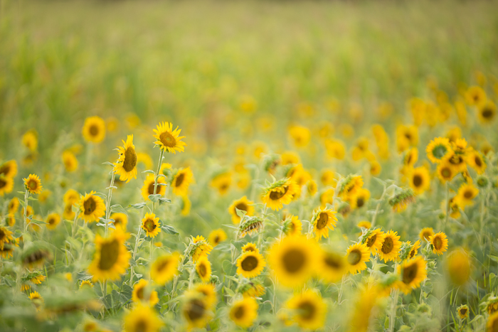 Summer sunflower fields Digital backgrounds & Backdrops for Photoshop