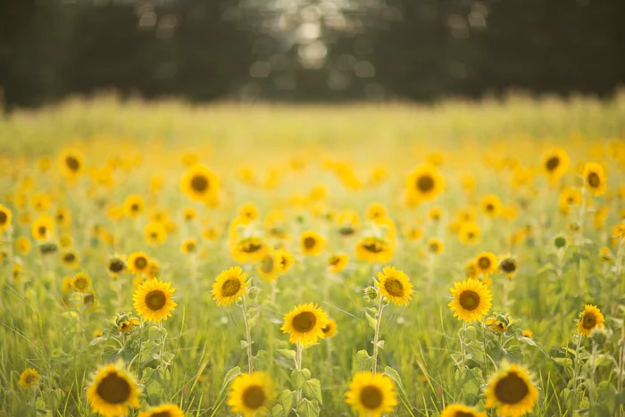 Sunflower11.jpg