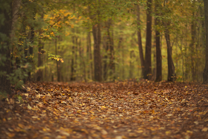 Fall trails Digital backgrounds & Backdrops for Photoshop