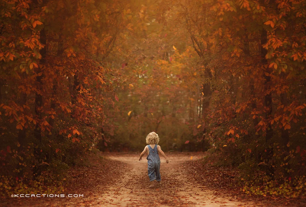 Fall or Autumn Digital backgrounds/Backdrops for Photoshop, CC, Photoshop elements or Gimp!